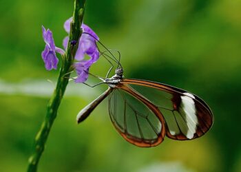 Exotic Jungle Adventures to Experience