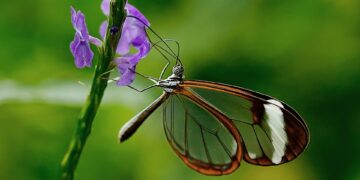 Exotic Jungle Adventures to Experience