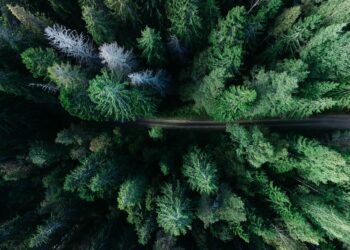 Top Road Trip Guides for Adventure Seekers