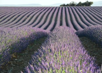 Essential Travel Guides for Food Enthusiasts