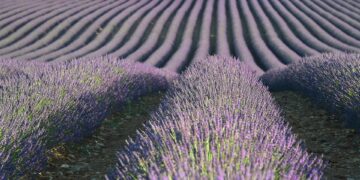 Essential Travel Guides for Food Enthusiasts