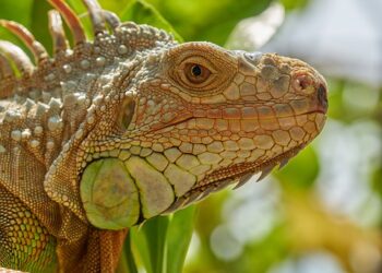 Best Wildlife Travel Guides for Nature Lovers