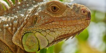 Best Wildlife Travel Guides for Nature Lovers