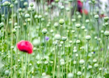 Latest Airline Safety Measures You Should Know