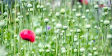 Latest Airline Safety Measures You Should Know