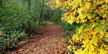 Most Scenic Train Journeys to Experience in 2024