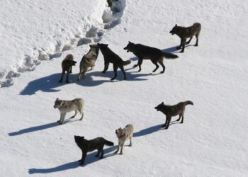 How to Pack Like a Pro for Your Winter Vacation