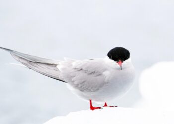 Best Arctic Wildlife Adventures to Discover