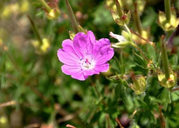 How to Avoid Altitude Sickness in High Destinations