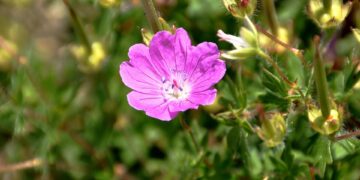 How to Avoid Altitude Sickness in High Destinations