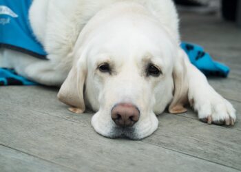 Comprehensive Guides for Beachside Adventures