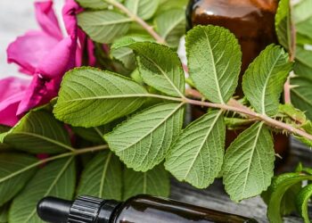 Essential City Guides for Historical Explorers