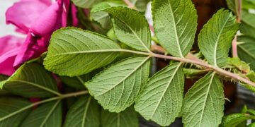 Essential City Guides for Historical Explorers