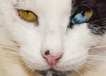 Unique Ideas for Exploring Ancient Ruins