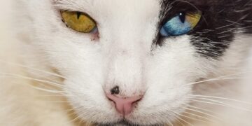 Unique Ideas for Exploring Ancient Ruins