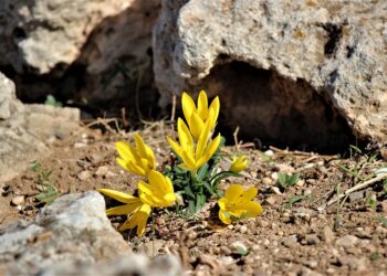 How to Safely Use Rideshare Apps While Traveling