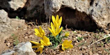 How to Safely Use Rideshare Apps While Traveling