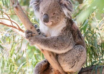 Iconic Rock Formations to Climb and Explore