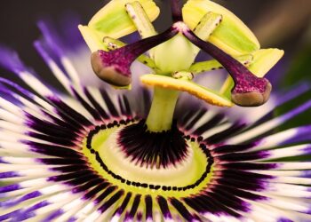 Exotic Jungle Lodges for Adventure Travel