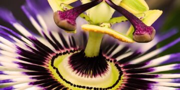 Exotic Jungle Lodges for Adventure Travel