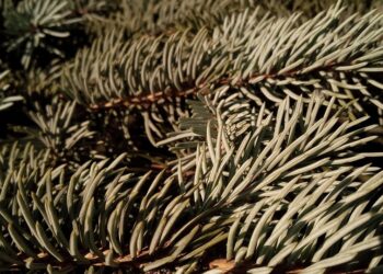 Unforgettable Wildlife Parks for Adventurers