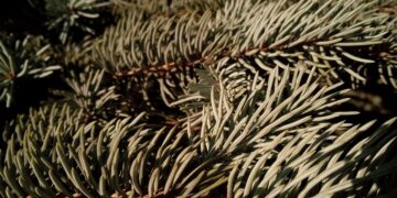 Unforgettable Wildlife Parks for Adventurers