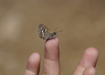 Best Tips for Managing Food Allergies Abroad