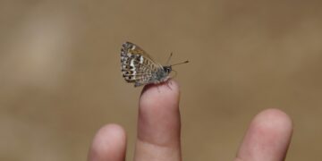 Best Tips for Managing Food Allergies Abroad