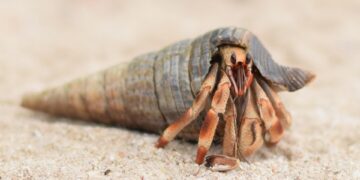 What’s New in Luxury Cruise Travel for 2024